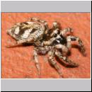 Salticus scenicus - Springspinne 04.jpg